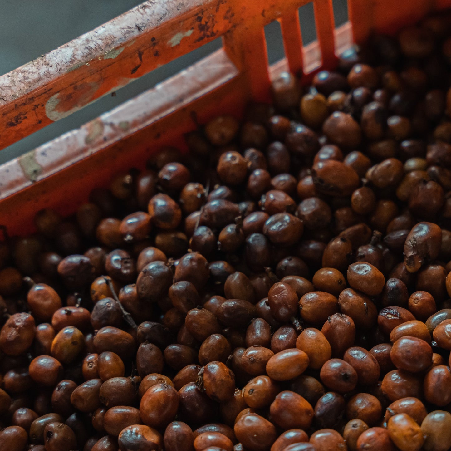 Colombia Luis Anibal Calderon, gesha - natural