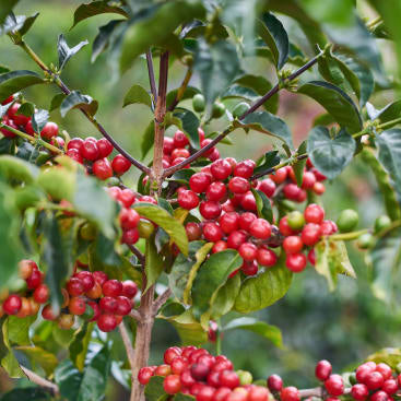 Ecuador Finca La Josefina, Sidra - anaerobic washed