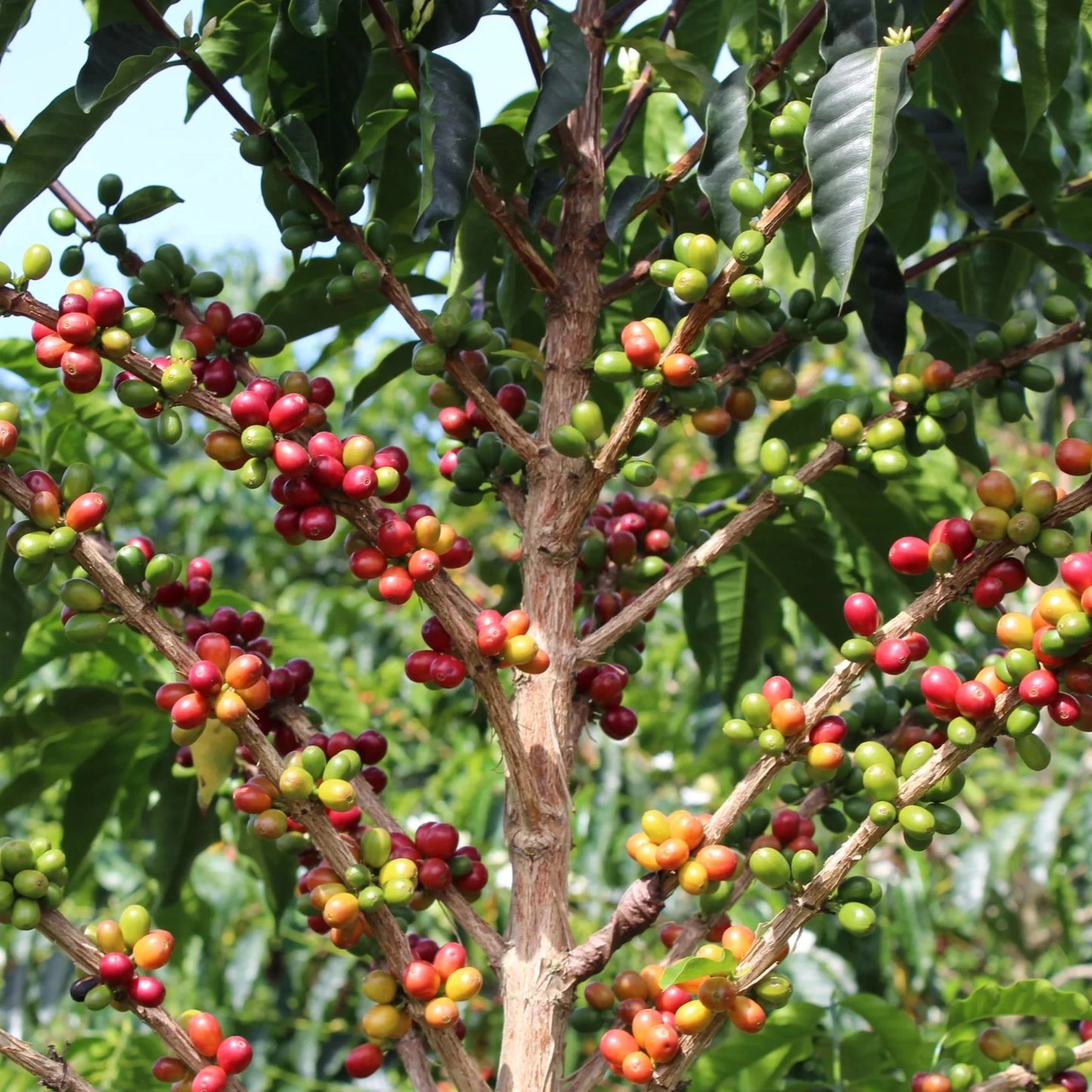 Colombia Los Pinos & La Primavera Pink Bourbon Semi-washed
