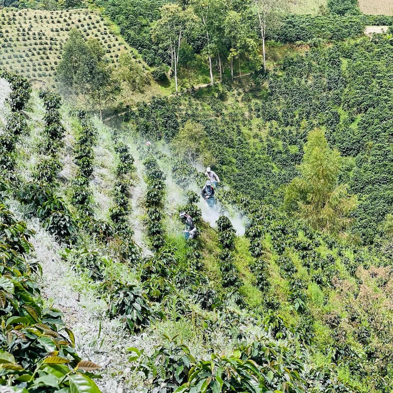 Colombia Jhonatan Gasca, Colombia - Double anaerobic natural