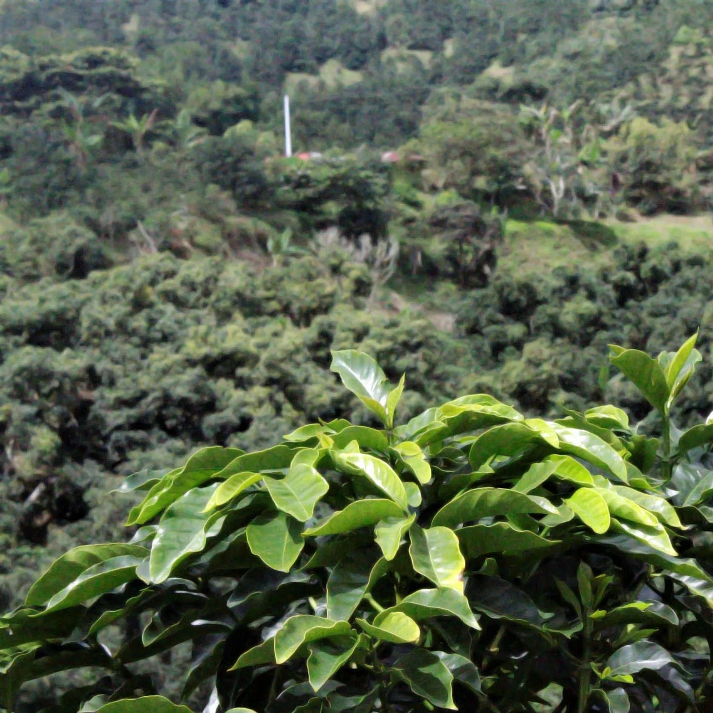 Colombia Los Pinos & La Primavera Pink Bourbon Semi-washed