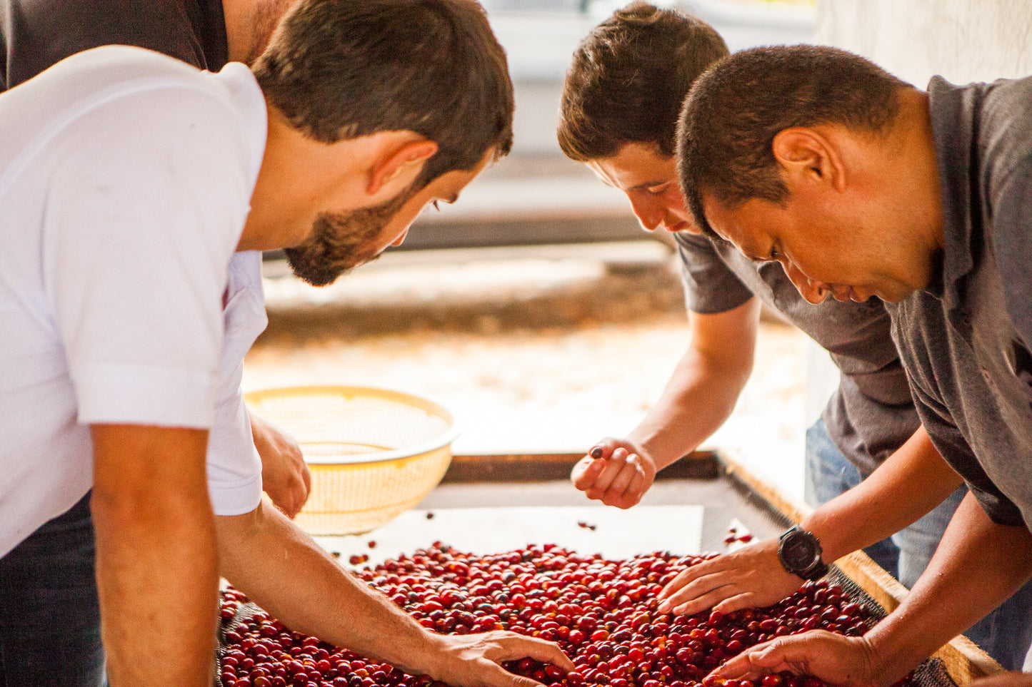 Colombia El Vergel Estate Bourbon Sidra - mosto anaerobic natural