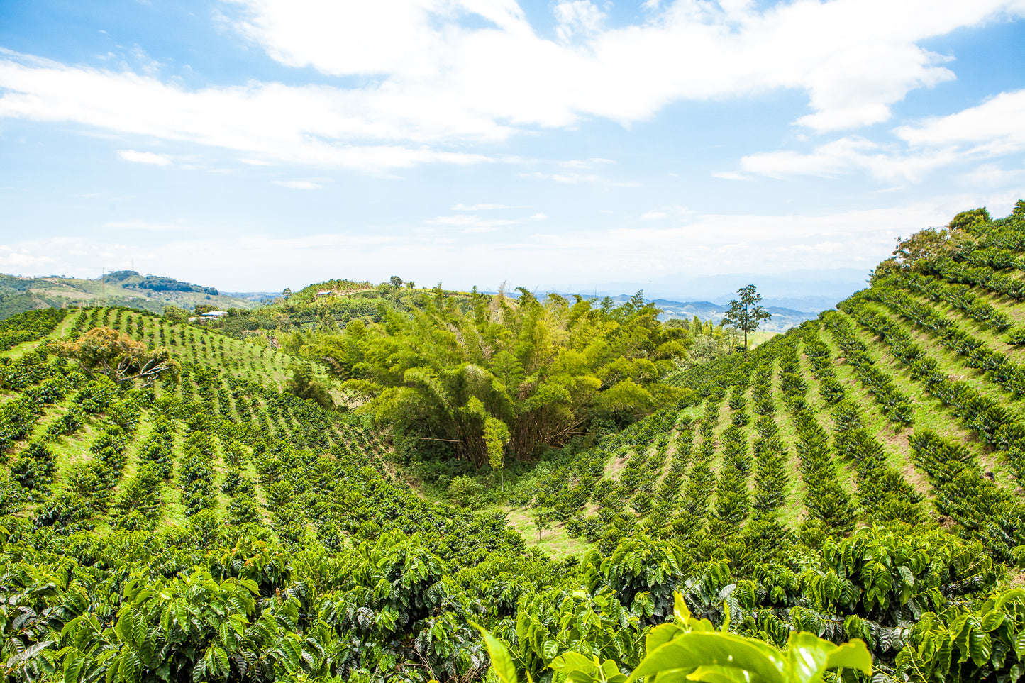 Colombia El Vergel Estate Bourbon Sidra - mosto anaerobic natural