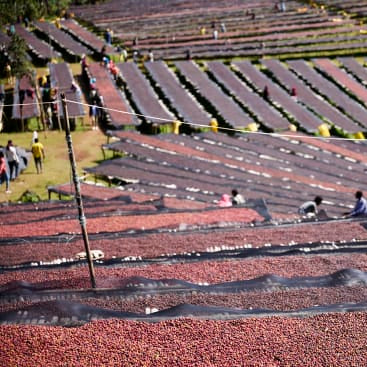 Ethiopia Gara Agena, heirloom - washed