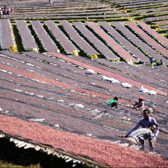 Ethiopia Gara Agena, heirloom - washed