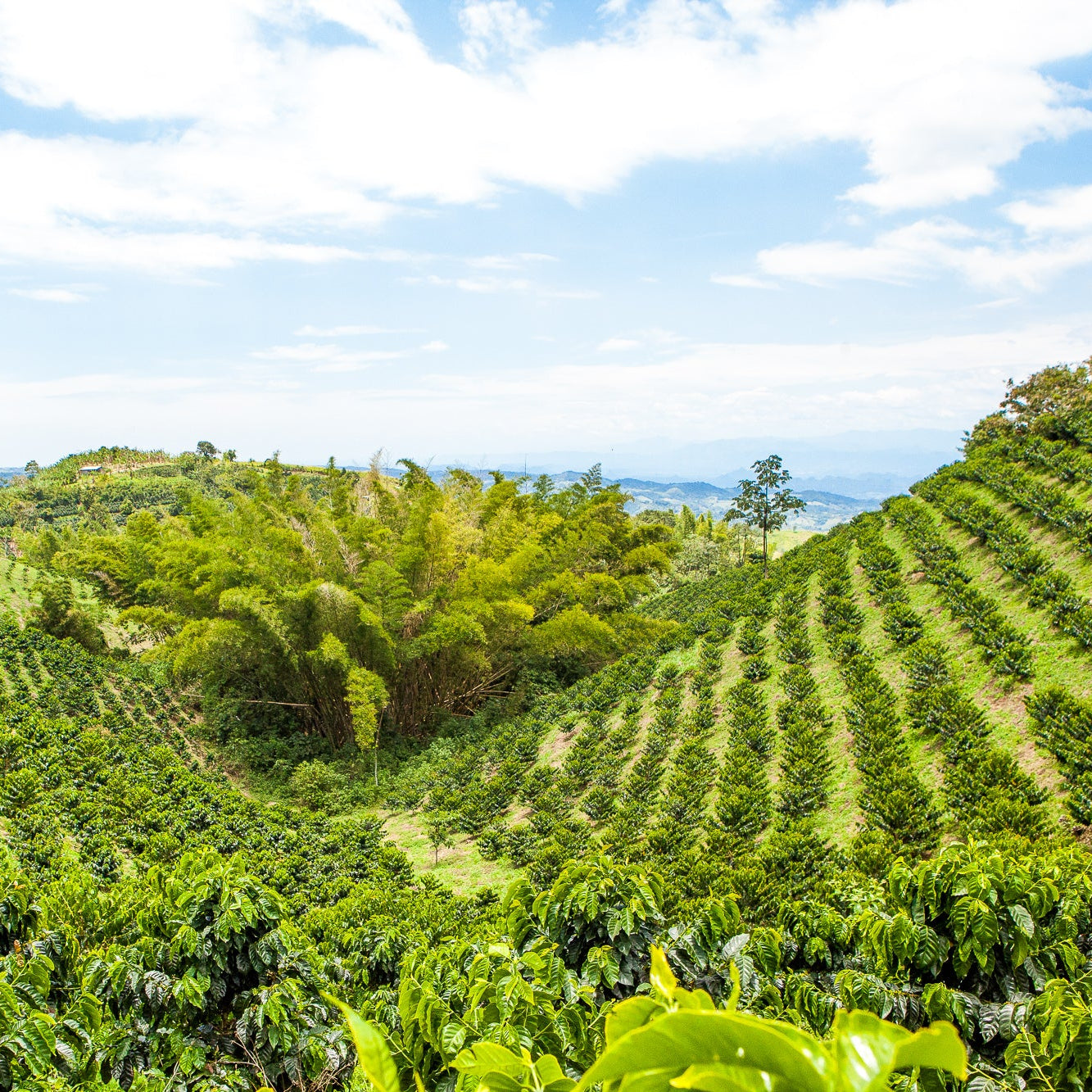 Colombia El Vergel Estate, caturra & colombia - Watermelon co-ferment
