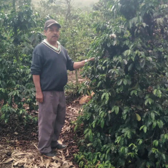 Colombia Yenser Uran, Chiroso - natural