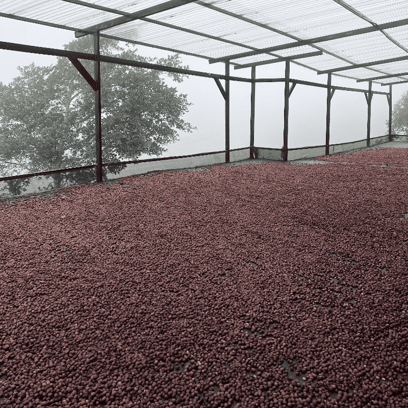Colombia Los Nogales Caturra, Anaerobic Washed Low Caf